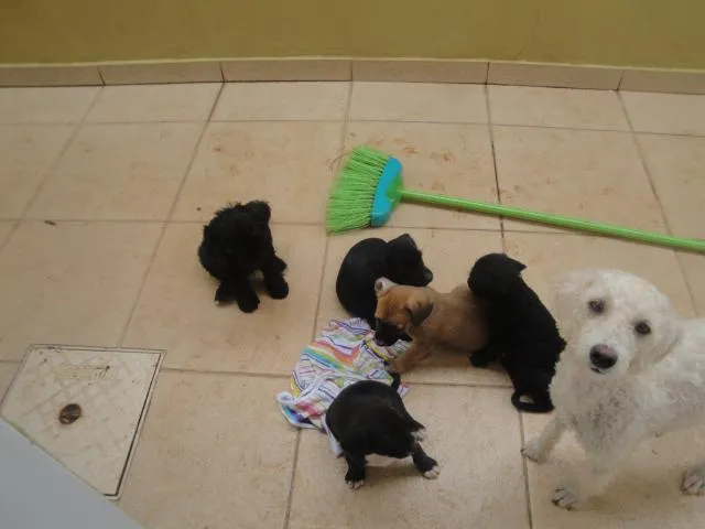 Cachorro ra a Poodle idade 2 anos nome PIpa
