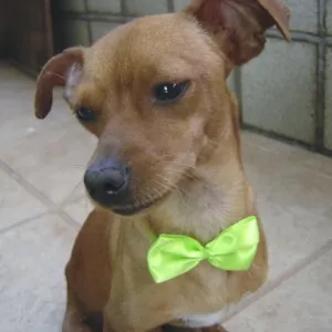 Cachorro raça Pinscher idade 2 anos nome Ship