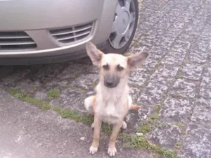 Cachorro raça SRD idade 2 a 6 meses nome a escolher