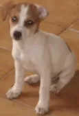 VARIOS Cães