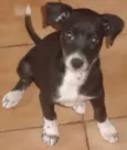 VARIOS Cães