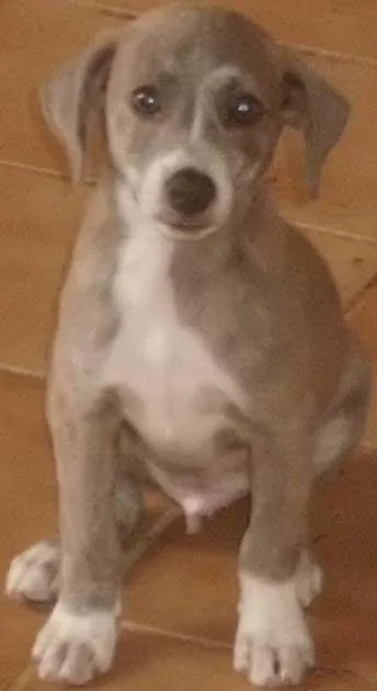 Cachorro ra a SRD idade 2 a 6 meses nome VARIOS Cães