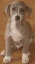 VARIOS Cães