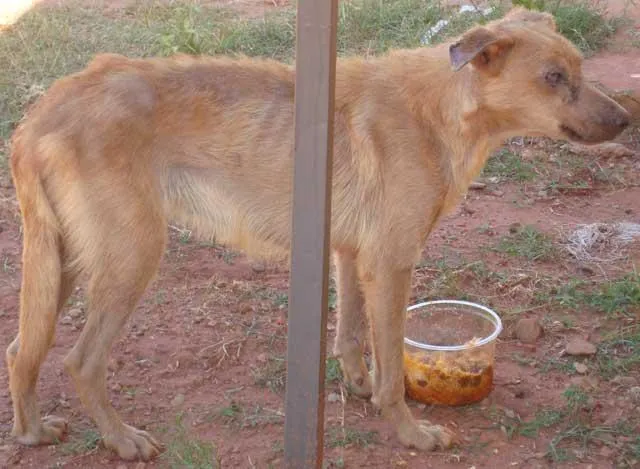Cachorro ra a SRD idade  nome Abandonado