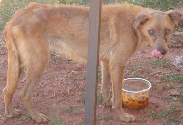 Cachorro ra a SRD idade  nome Abandonado