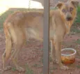 Abandonado