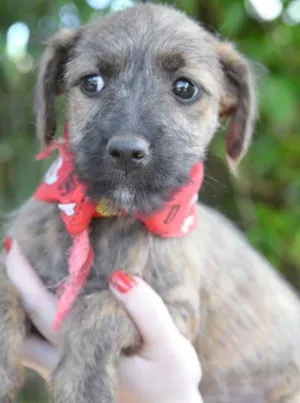 Cachorro raça SRD idade 2 a 6 meses nome Procura
