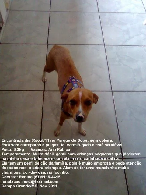 Cachorro ra a srd idade 1 ano nome Jade