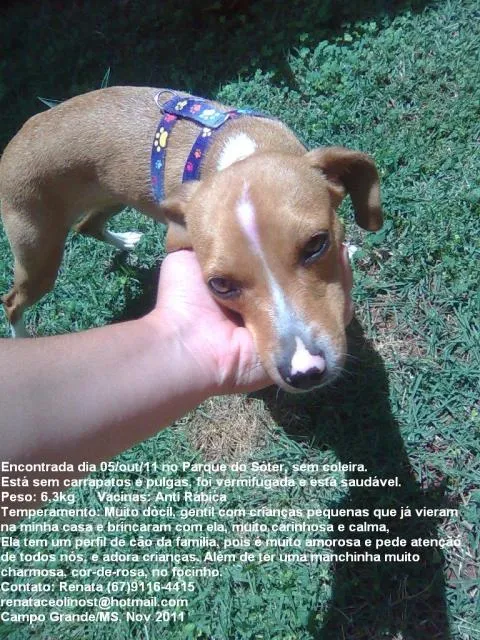Cachorro ra a srd idade 1 ano nome Jade