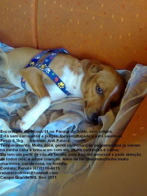 Cachorro ra a srd idade 1 ano nome Jade