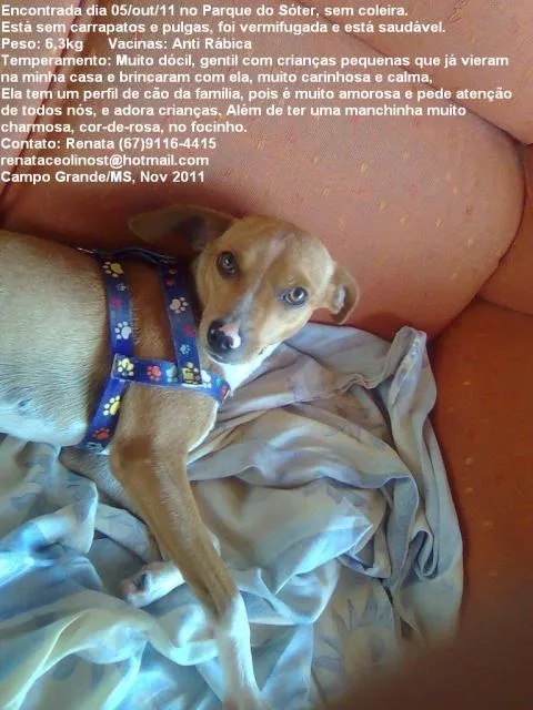Cachorro ra a srd idade 1 ano nome Jade