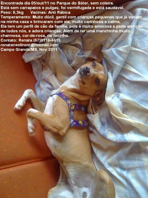 Cachorro ra a srd idade 1 ano nome Jade