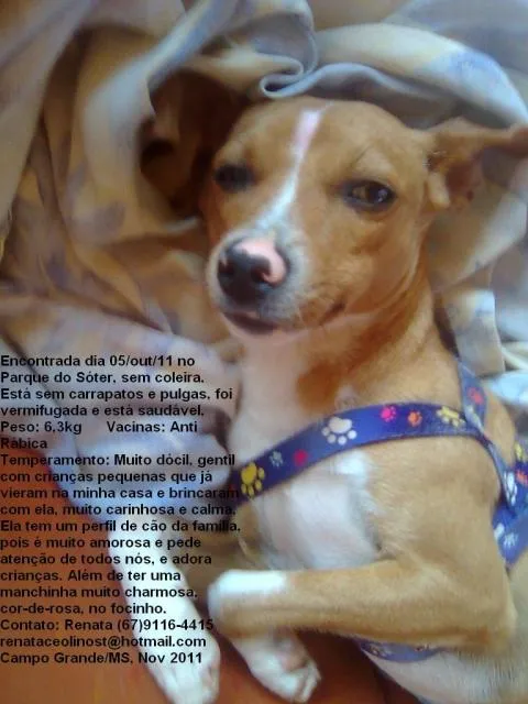 Cachorro ra a srd idade 1 ano nome Jade