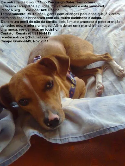 Cachorro ra a srd idade 1 ano nome Jade