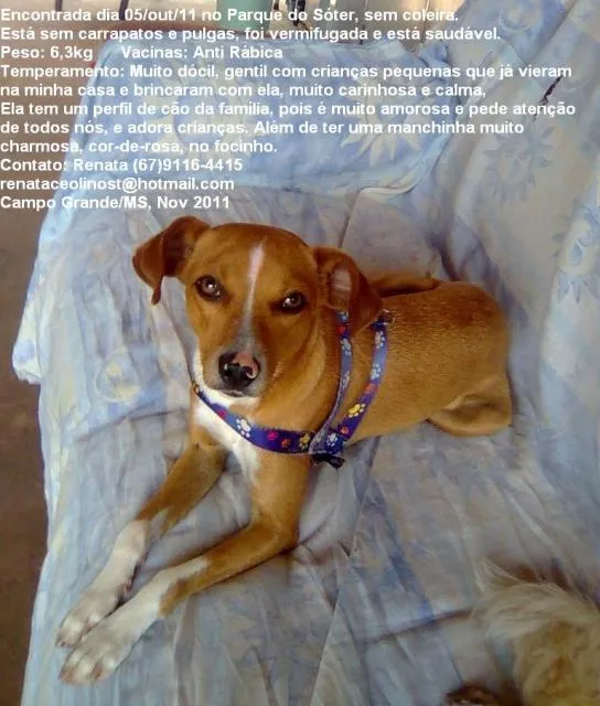 Cachorro ra a srd idade 1 ano nome Jade