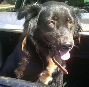 Cachorro raça SRD idade  nome Encontrada