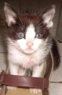 Gato raça SRD idade 2 a 6 meses nome ENCONTRADO
