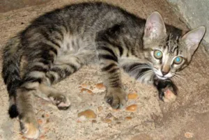 Gato raça SRD idade  nome ENCONTRADO