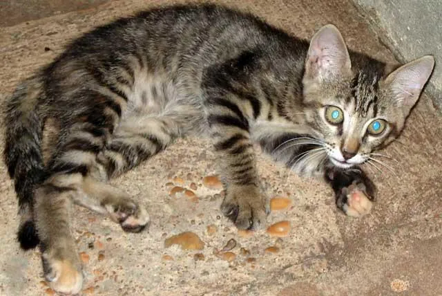 Gato ra a SRD idade  nome ENCONTRADO