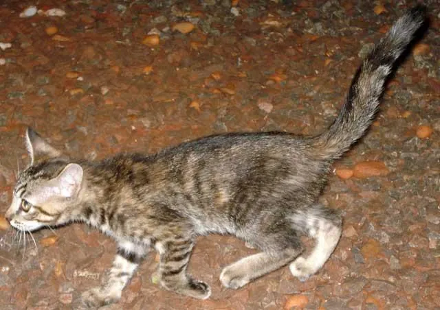 Gato ra a SRD idade  nome ENCONTRADO