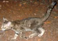ENCONTRADO