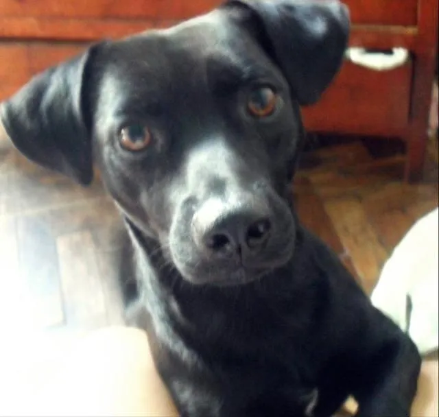 Cachorro ra a vira lata idade 3 anos nome Bob