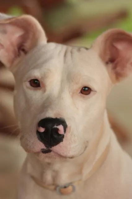 Cachorro ra a mestiço de pittbull idade 1 ano nome katrina