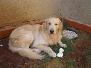 Cachorro raça GOLDEN RETRIEVER idade 1 ano nome SPORTACUS