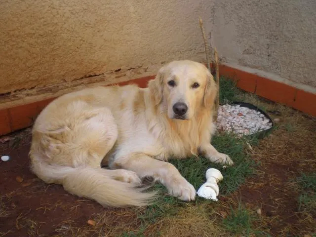 Cachorro ra a GOLDEN RETRIEVER idade 1 ano nome SPORTACUS