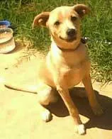 Cachorro ra a SRD idade 2 a 6 meses nome Lilica