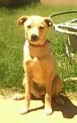 Cachorro ra a SRD idade 2 a 6 meses nome Lilica