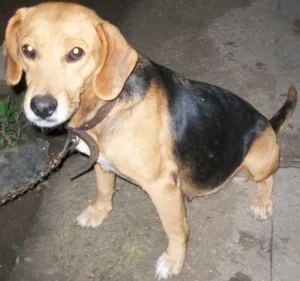 Cachorro raça Beagle idade  nome Madalena