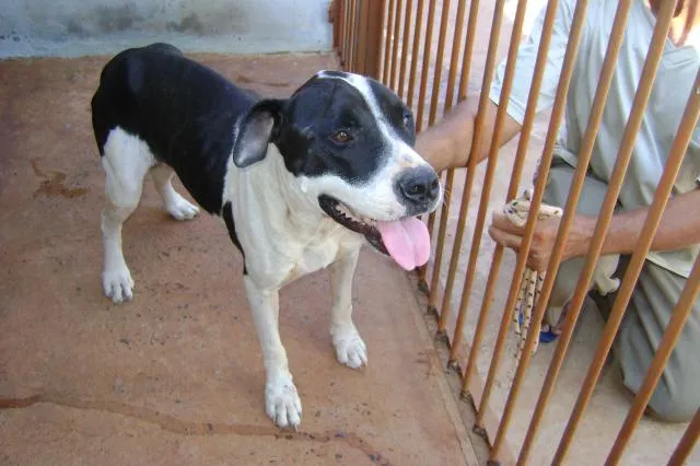 Cachorro ra a pitbull idade nome não sei