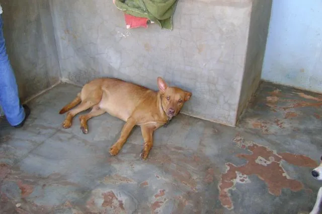 Cachorro ra a srd idade 2 anos nome Spot