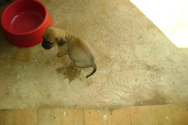 Cachorro ra a srd idade  nome amor