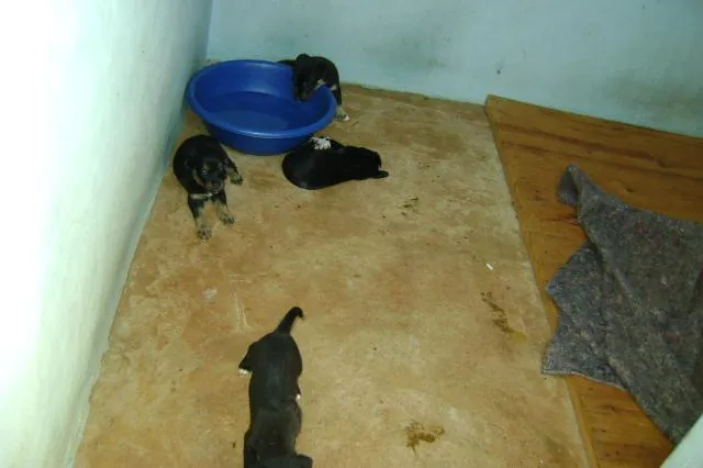 Cachorro ra a srd idade  nome amor