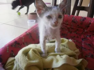 Gato raça indefinida idade 2 a 6 meses nome Sem nome