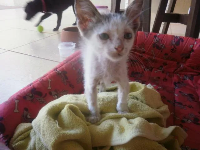 Gato ra a indefinida idade 2 a 6 meses nome Sem nome
