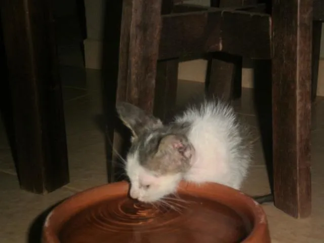 Gato ra a indefinida idade 2 a 6 meses nome Sem nome