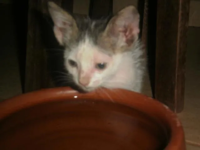 Gato ra a indefinida idade 2 a 6 meses nome Sem nome