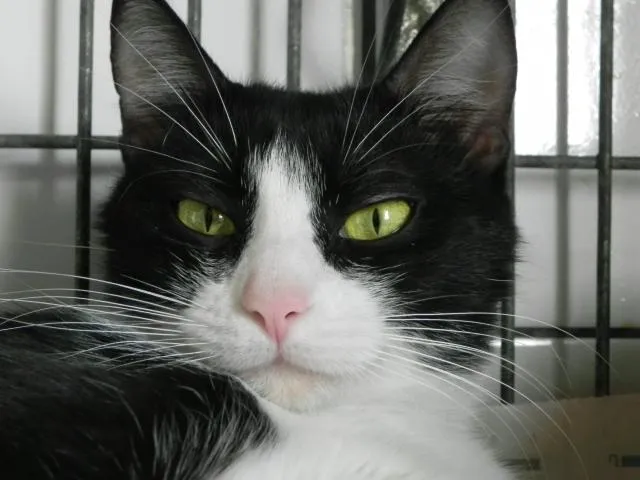 Gato ra a SRD idade 1 ano nome Lola