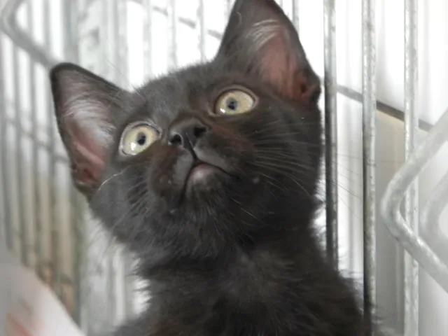 Gato ra a SRD idade 2 a 6 meses nome Miguelito