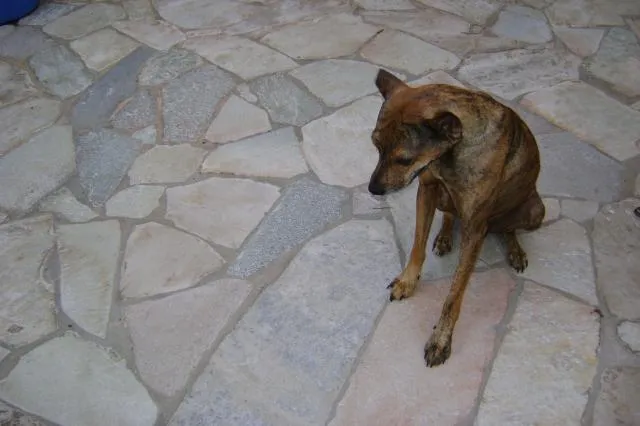 Cachorro ra a srd idade 2 anos nome Falcão ou Faísca