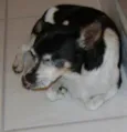 Laika