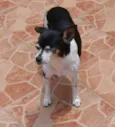 Laika
