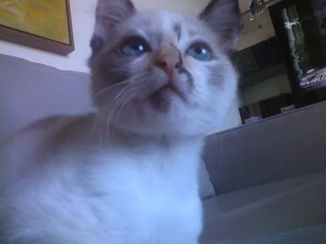 Gato ra a Siamesa idade 2 a 6 meses nome Mia (temporário)