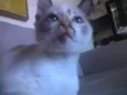 Mia (temporário)