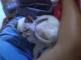 Mia (temporário)