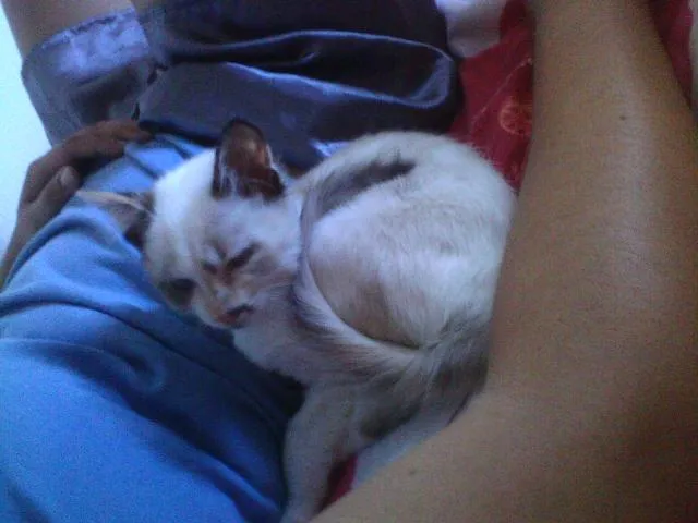 Gato ra a Siamesa idade 2 a 6 meses nome Mia (temporário)