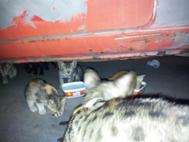 Gato raça SRD idade 2 a 6 meses nome sem nome